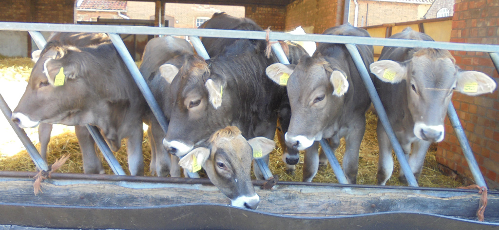 Brown swiss.jpg